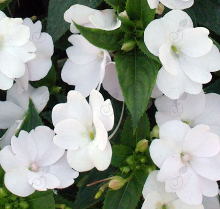 SunPatiens® Compact Classic White Sunpatiens (Impatiens hybrida 'SunPatiens® Compact Classic White')
