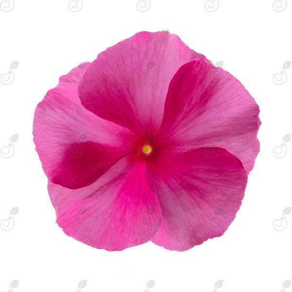 Rose Punch Vinca (Vinca CORA® 'Rose Punch')