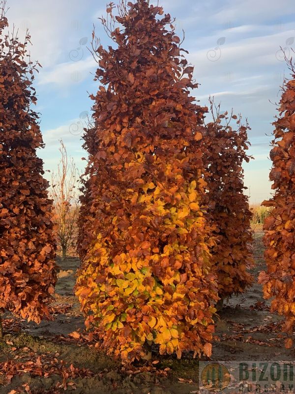 European Beech (Fagus sylvatica)