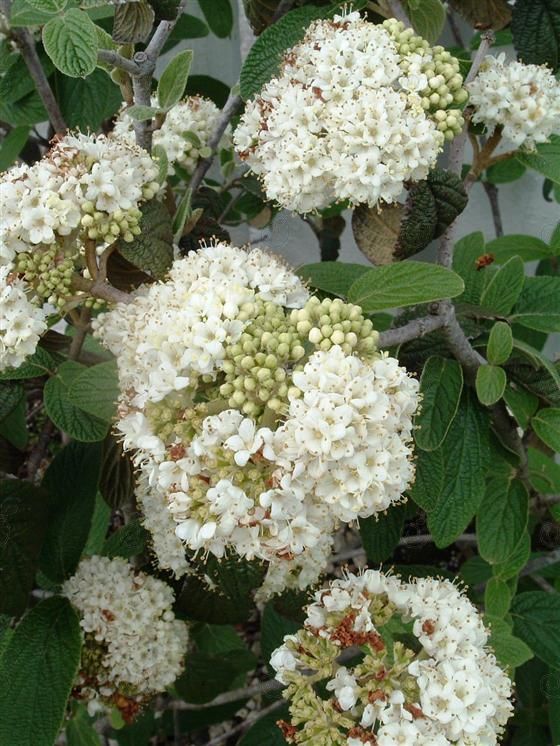 Alleghany Leatherleaf Viburnum (Viburnum x rhytidophylloides 'Alleghany')