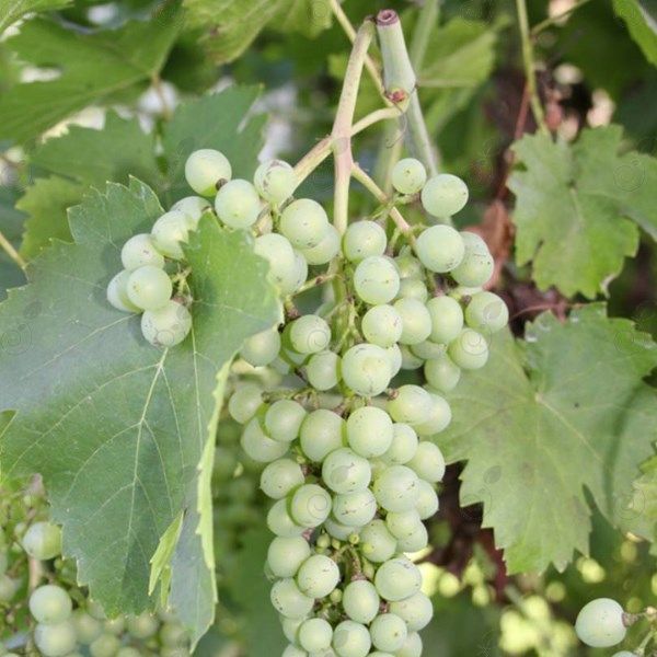 Himrod Seedless Green Grape (Vitis labrusca 'Himrod')