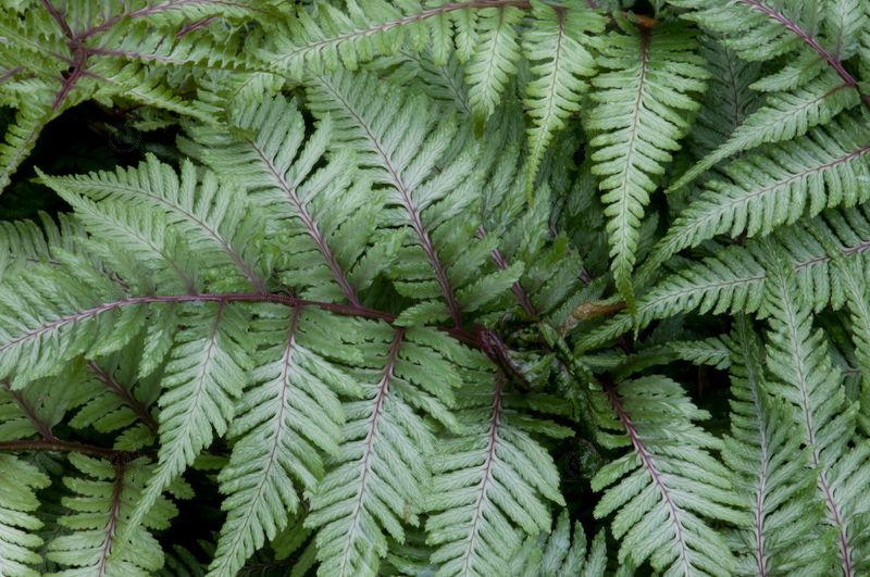 Ghost Fern (Athyrium 'Ghost')