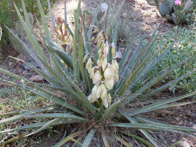 Banana Yucca (Yucca baccata)