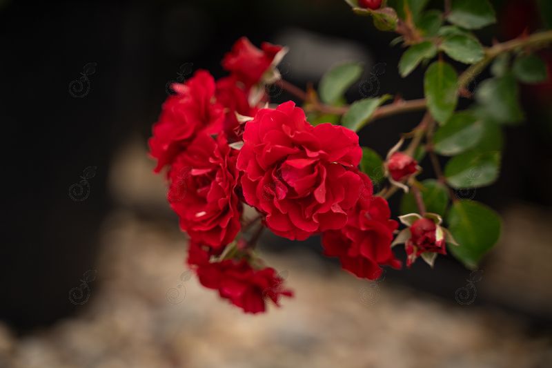 Meipsidue Red Groundcover Roses (Rosa 'Meipsidue' Fire MEIDILAND® PP11583)