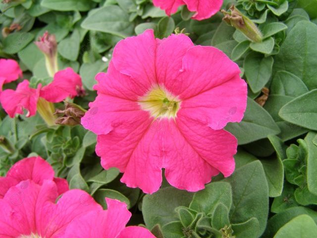 Dreams™ Rose Petunia (Petunia hybrida 'Dreams™ Rose')