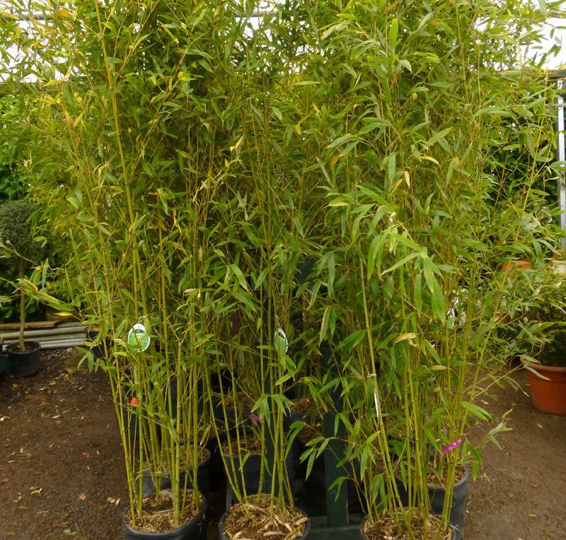 Golden Bamboo (Phyllostachys aurea)