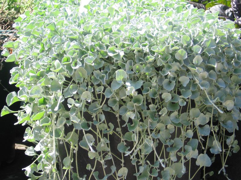 Silver Falls™ Dichondra (Dichondra argentea Proven Accents® 'Silver Falls™')