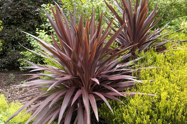 Red Sensation False Dracena (Cordyline australis 'Red Sensation')