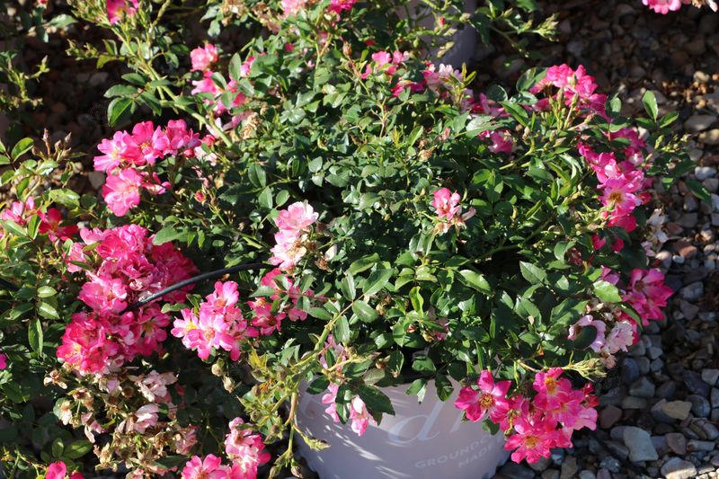 Meijocos Pink Groundcover Roses (Rosa 'Meijocos' Pink Drift®  PP18874)