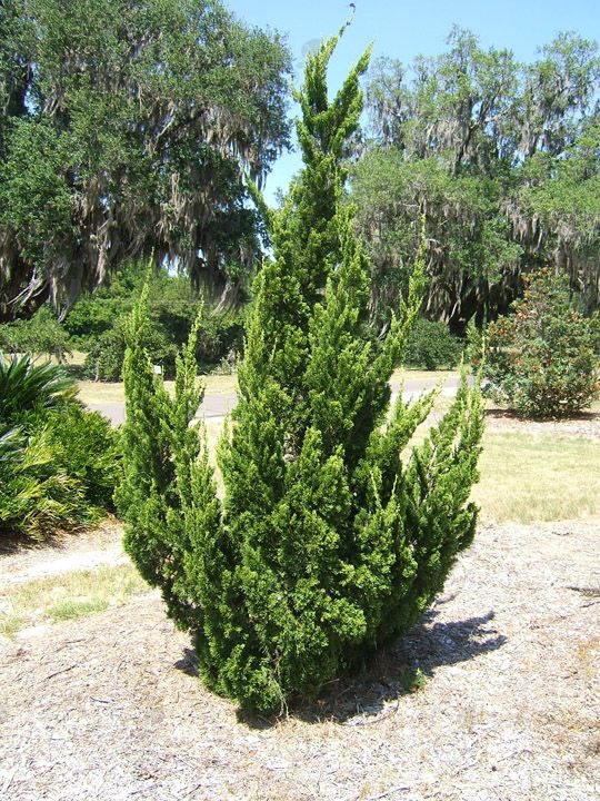 Torulosa Chinese Juniper (Juniperus chinensis 'Torulosa')