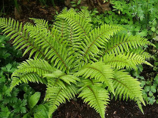 Western Sword Fern (Polystichum munitum)