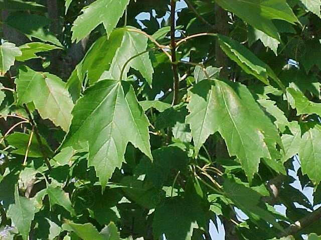 Red Sunset Red Maple (Acer rubrum 'Red Sunset')