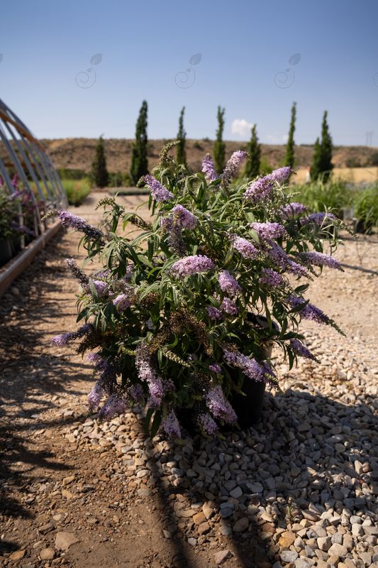 Butterfly Bush (Buddleia davidii BUZZ™ Violet)