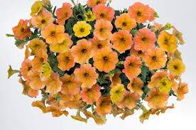 Cascadias™ Indian Summer Petunia (Petunia hybrida 'Cascadias™ Indian Summer')