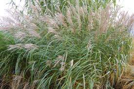 Maiden Grass (Miscanthus sinensis)