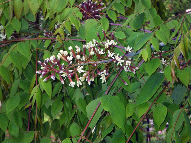 Kentucky Coffee Tree (Gymnocladus dioicus)