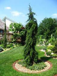 Pendula Serbian Spruce (Picea omorika 'Pendula')