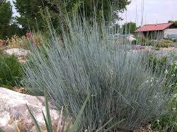 Bluestem Joint Fir (Ephedra equisetina)