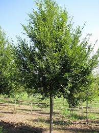 Triumph Elm (Ulmus x 'Triumph')