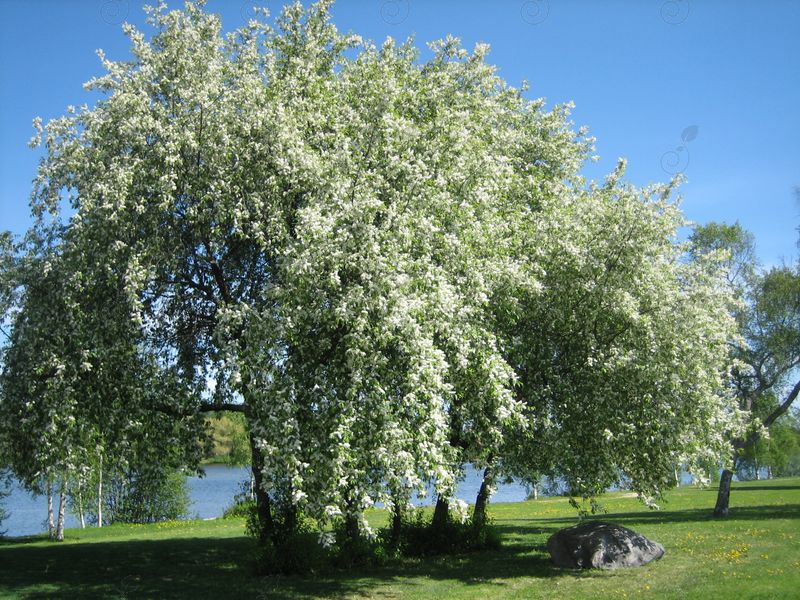 Bird Cherry (Prunus padus)