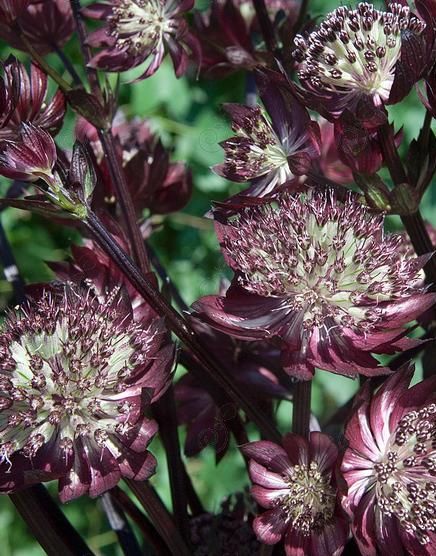 Star Of Fire Masterwort (Astrantia major 'Star of Fire')
