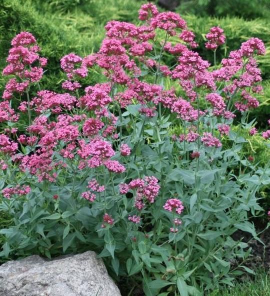 Pretty Betsy Jupiter's Beard (Centranthus ruber 'Pretty Betsy')