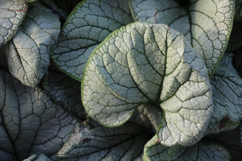Silver Heart Siberian Bugloss (Brunnera macrophylla 'Silver Heart' PP24685)