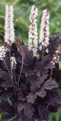Brunette Cimicifuga Bugbane (Actaea simplex 'Brunette')