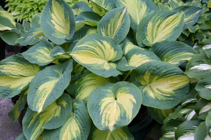Great Expectations Hosta Plantain Lily (Hosta 'Great Expectations')