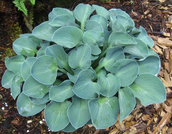 Blue Mouse Ears Hosta Plantain Lily (Hosta 'Blue Mouse Ears')
