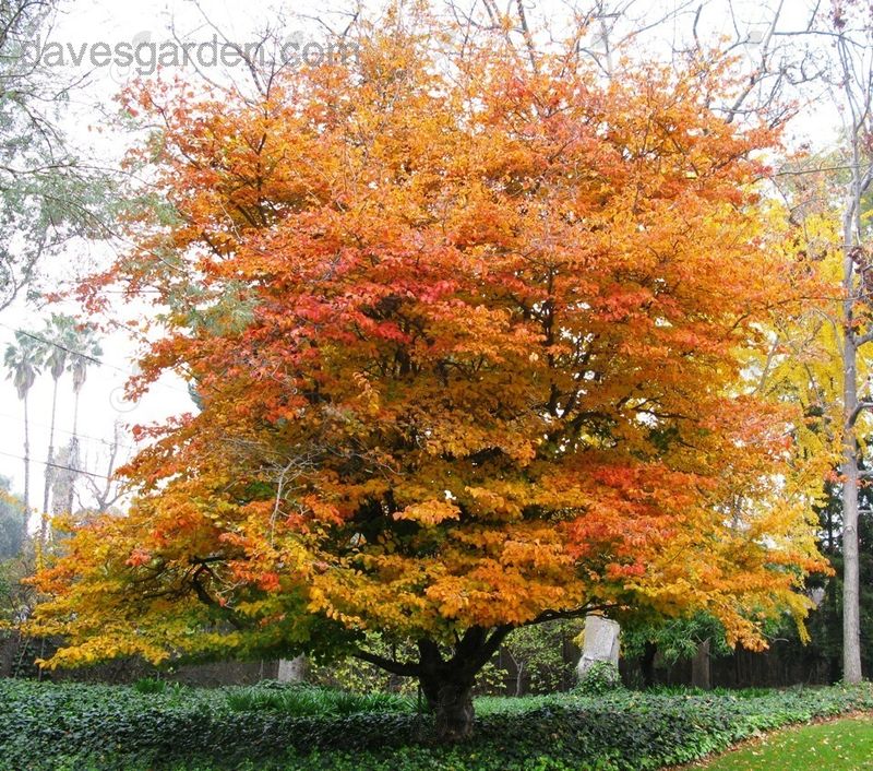 Ironwood Tree (Parrotia persica)