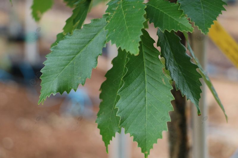 Chinkapin Oak (Quercus muehlenbergii)