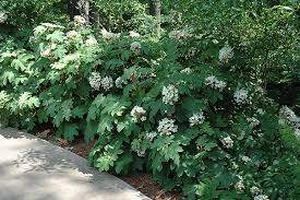 Pee Wee Oakleaf Hydrangea (Hydrangea quercifolia 'Pee Wee')