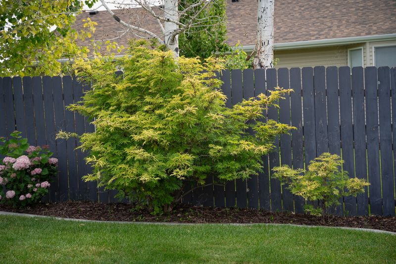 SMNSRD4 Red Elderberry (Sambucus racemosa 'SMNSRD4' PP26613  Lemony Lace®)