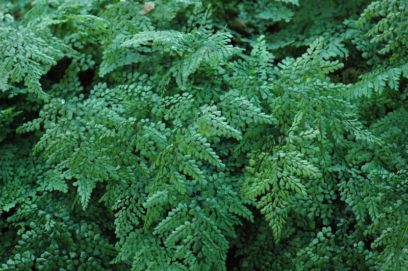 Maidenhair Fern (Adiantum venustum)