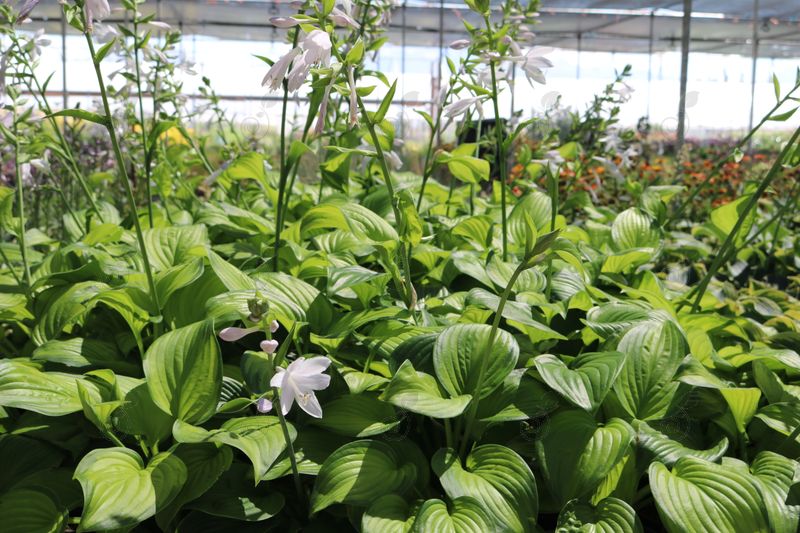 Guacamole Hosta Plantain Lily (Hosta 'Guacamole')