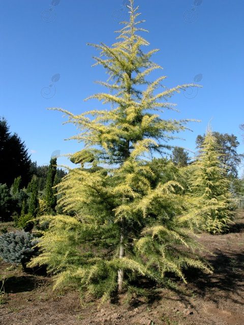 Aurea Golden Deodar Himalayan Cedar (Cedrus deodara 'Aurea')