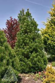 Compact Gem Bosnian Pine (Pinus leucodermis 'Compact Gem')
