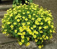 Magic Carpet™ Yellow Mecardonia (Mecardonia 'Magic Carpet™ Yellow')