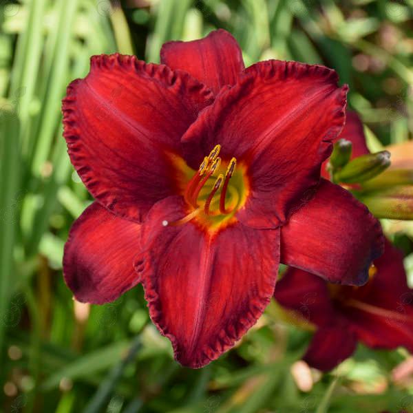 Chicago Apache Red Daylily Late Summer (Hemerocallis 'Chicago Apache')