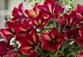 Crazytunia Mandeville Petunia (Petunia hybrida 'Crazytunia Mandeville')