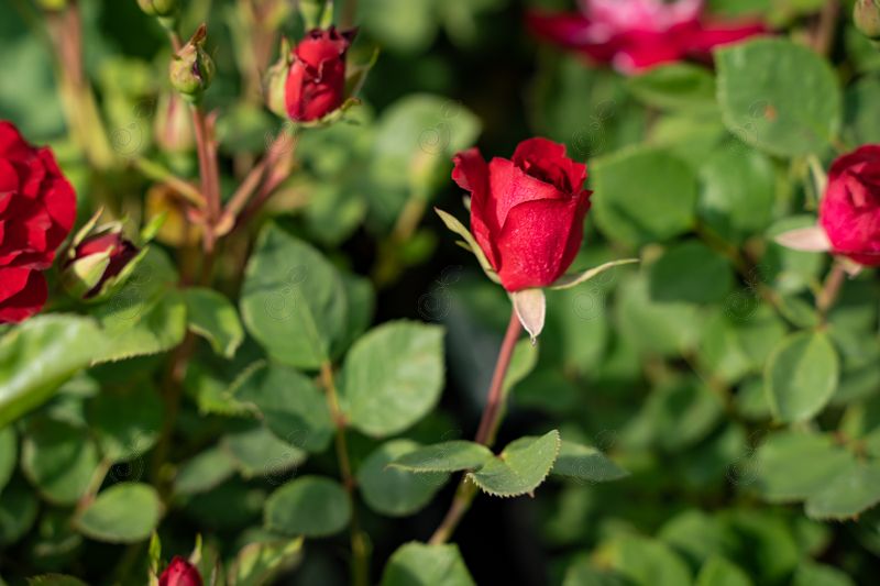 Champlain Red Shrub Roses (Rosa 'Champlain')