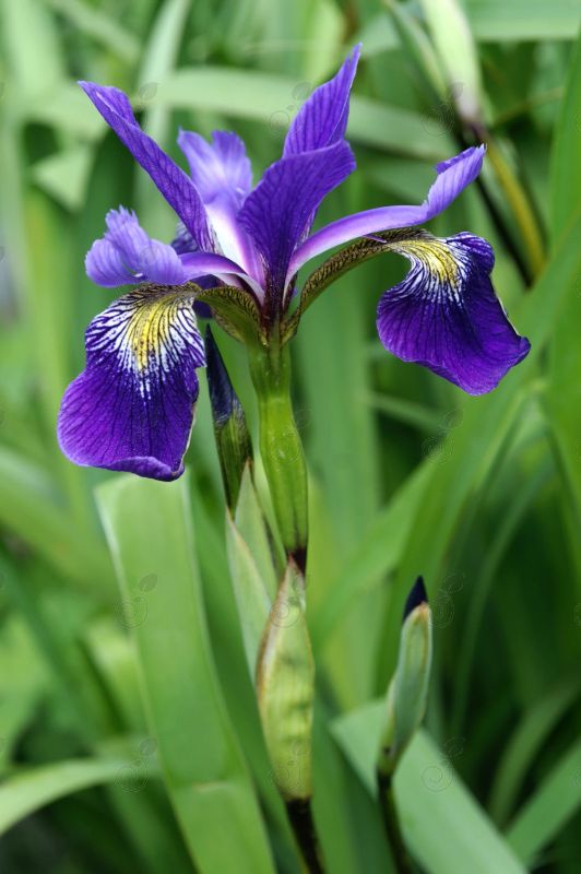 Gerald Darby Iris (Iris versicolor 'Gerald Darby')