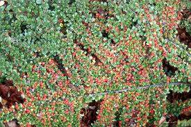 Rock Cotoneaster (Cotoneaster horizontalis)