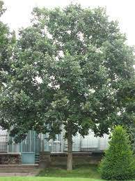 Swamp White Oak (Quercus bicolor)