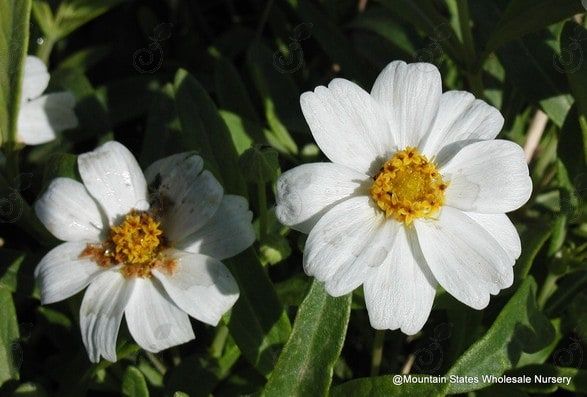 Black Foot Daisy (Melampodium leucanthum)