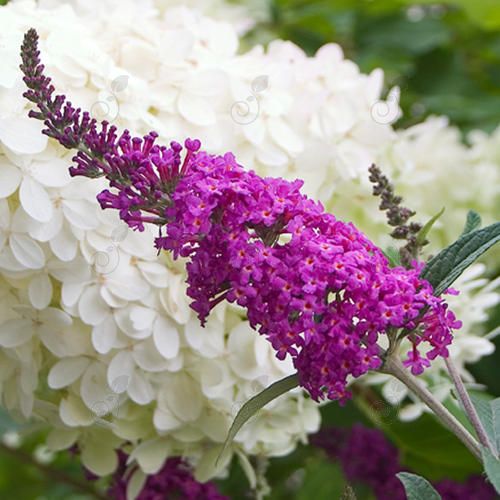 Miss Ruby Butterfly Bush (Buddleia x 'Miss Ruby' PP19950)