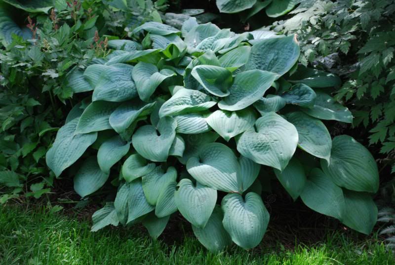 Fragrant Blue Hosta Plantain Lily (Hosta 'Fragrant Blue')
