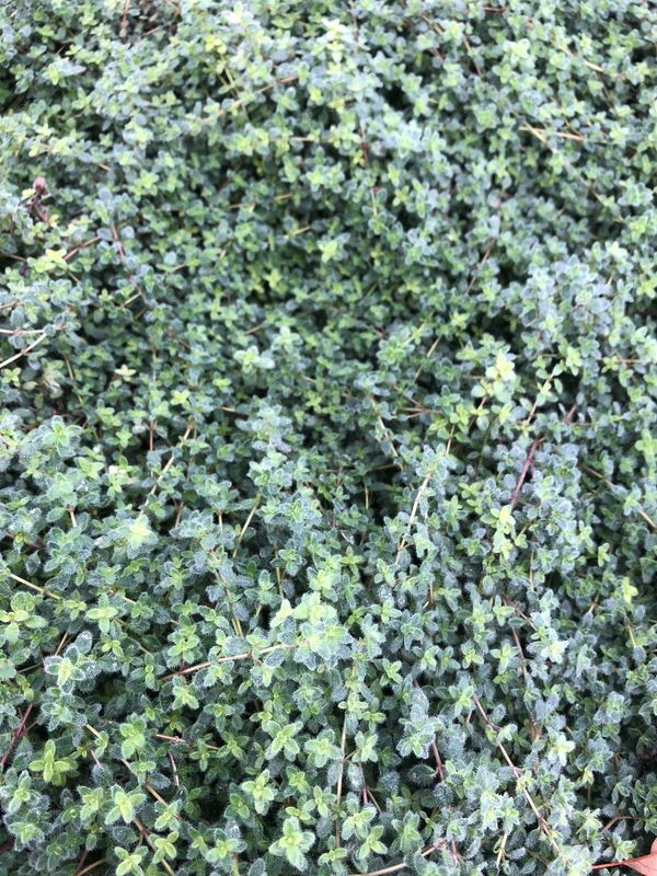 Woolly Thyme (Thymus pseudolanginosus)