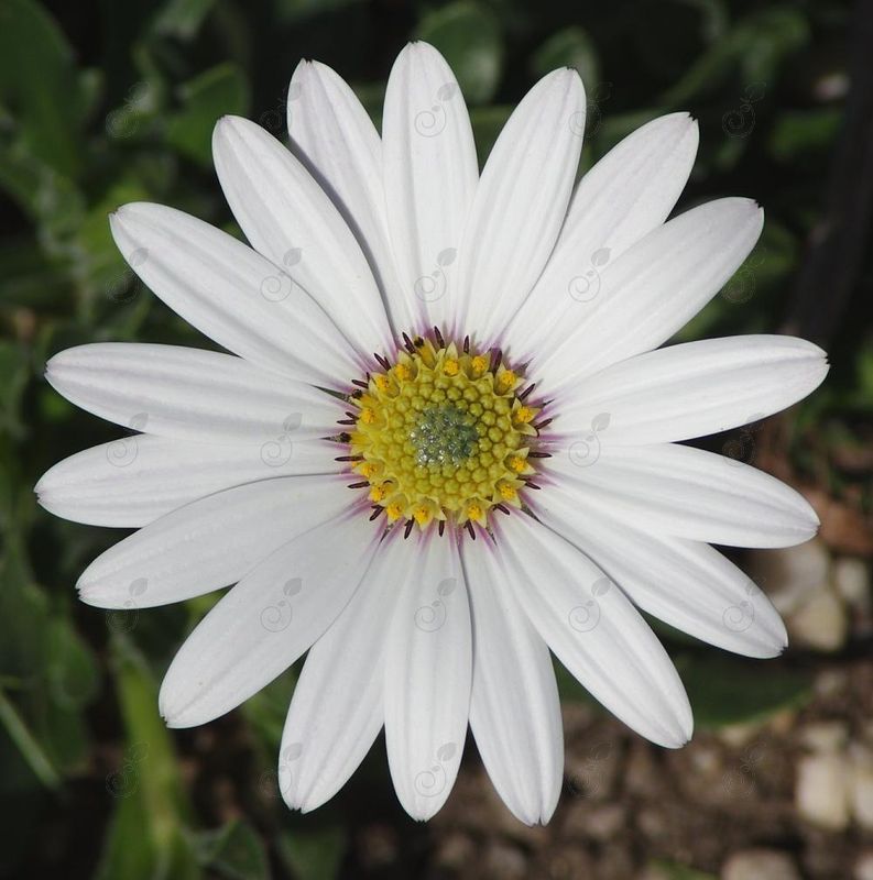 Avalanche Hardy African Daisy Sun Daisy (Osteospermum 'Avalanche')